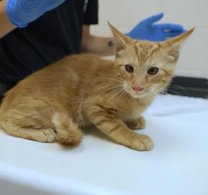 A young small-sized male Domestic Short Hair cat named Leo for adoption in Westland, MI