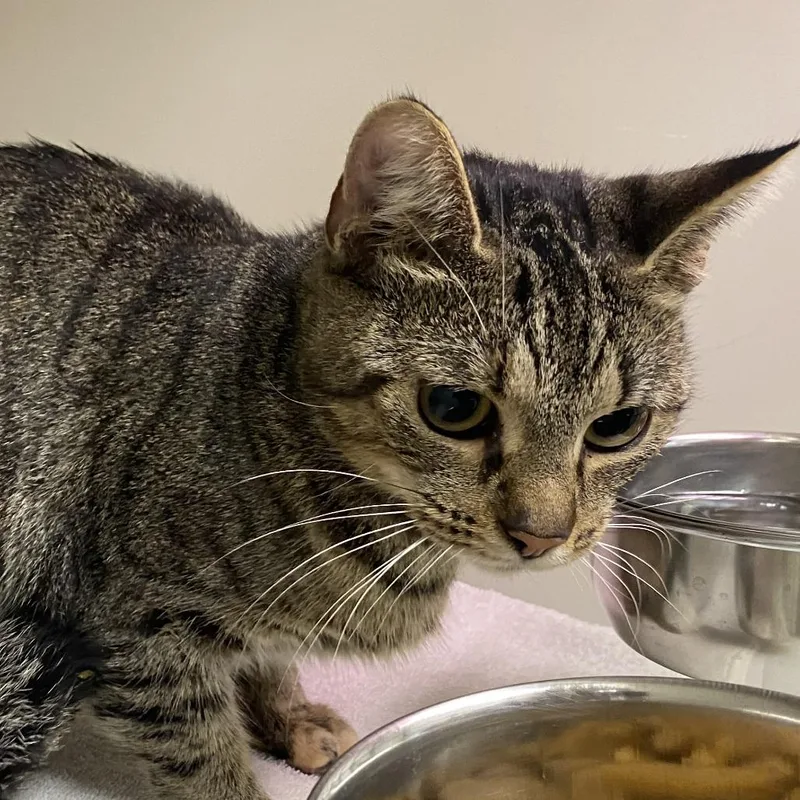 An adult medium-sized female Domestic Medium Hair cat named Ash for adoption in Harrisonburg, VA
