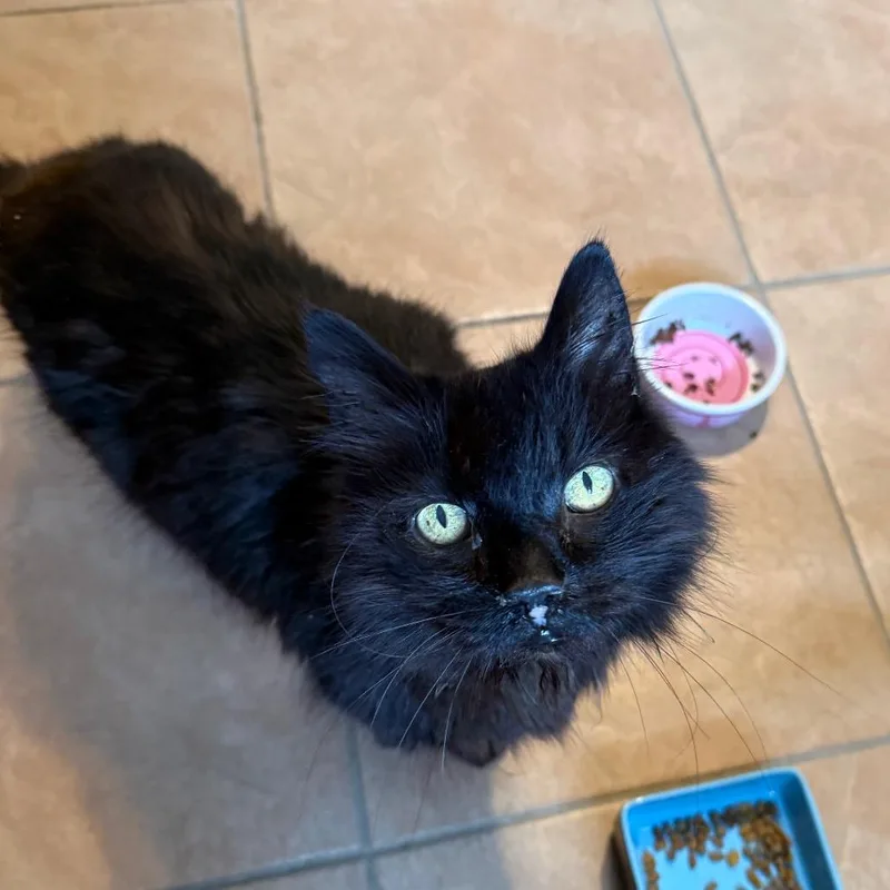 A young medium-sized female Black Domestic Long Hair cat named Handsome for adoption in Fenton, MI