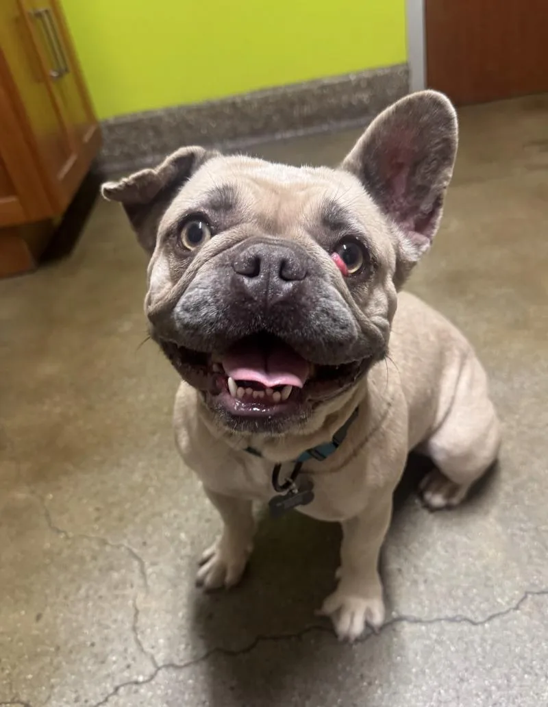 An adult medium-sized female French Bulldog dog named Petals for adoption in Valley Village, CA
