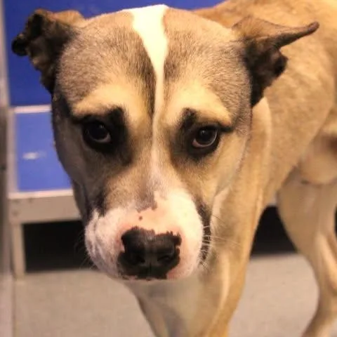 An adult large-sized male Yellow / Tan / Blond / Fawn Husky dog named 26-01080 for adoption in Fredericksburg, VA