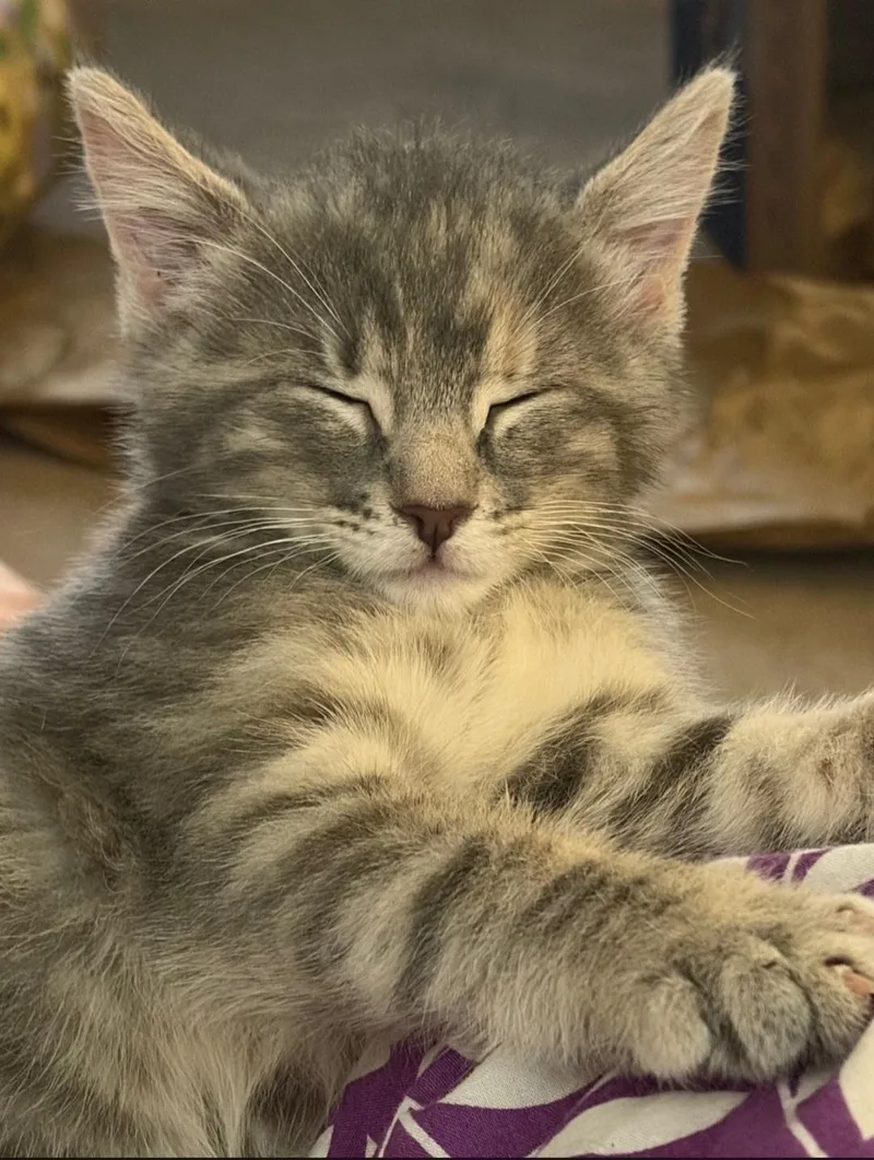 A baby medium-sized female Tabby (Gray / Blue / Silver) Domestic Short Hair cat named Heidi for adoption in Clayton, NJ
