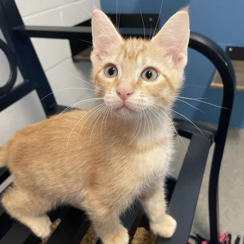 A baby small-sized male Orange / Red Domestic Short Hair cat named Mist Flower for adoption in Carencro, LA