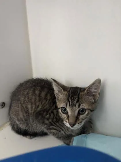 A baby small-sized female Domestic Short Hair cat named Piglet for adoption in Manteo, NC
