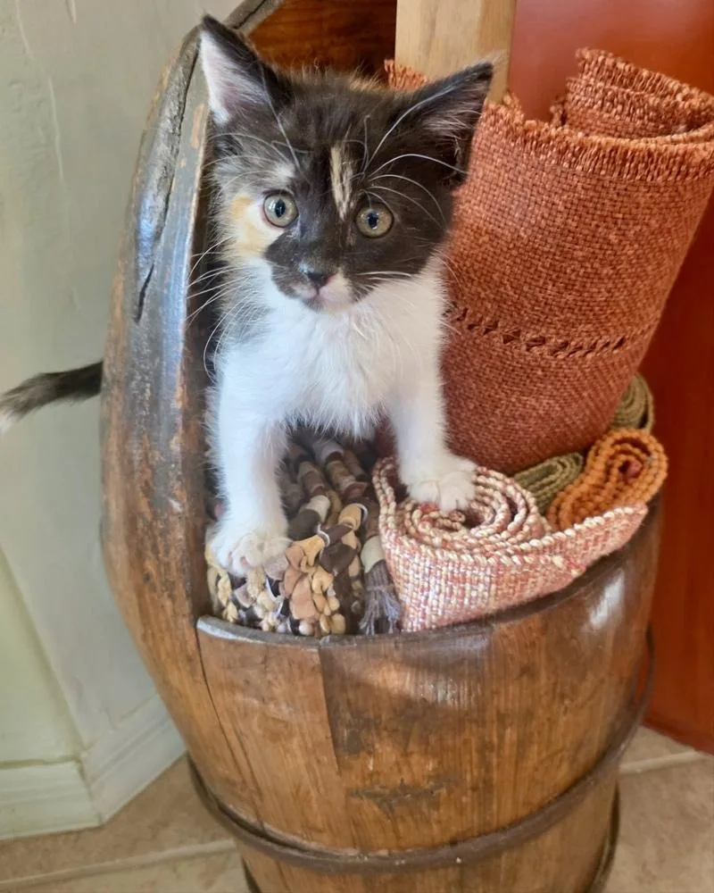 Butterscotch thumbnail 2