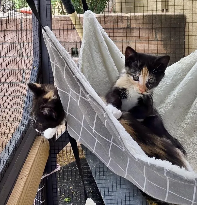 Butterscotch thumbnail 3