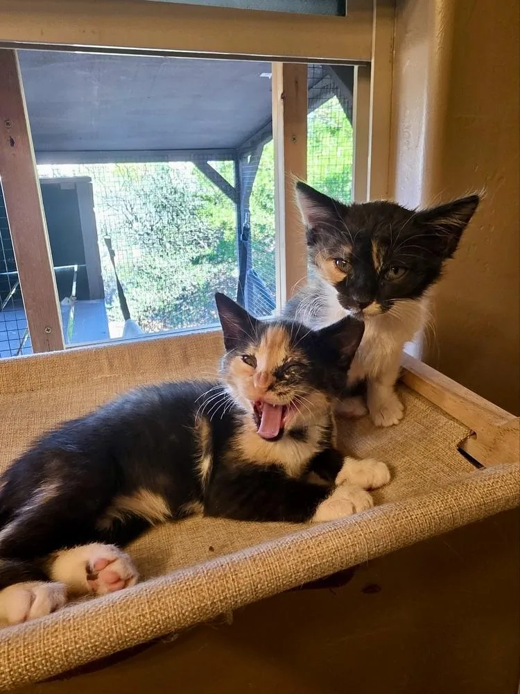 Butterscotch thumbnail 5