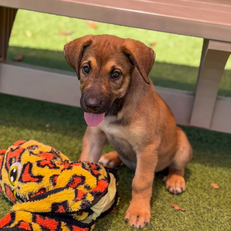 A baby medium-sized female Yellow / Tan / Blond / Fawn Terrier dog named Eloise for adoption in Gainesville, GA