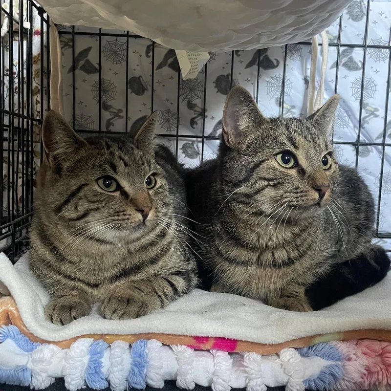 An adult large-sized male Tabby (Brown / Chocolate) Domestic Short Hair cat named Astro for adoption in Douglas, MA