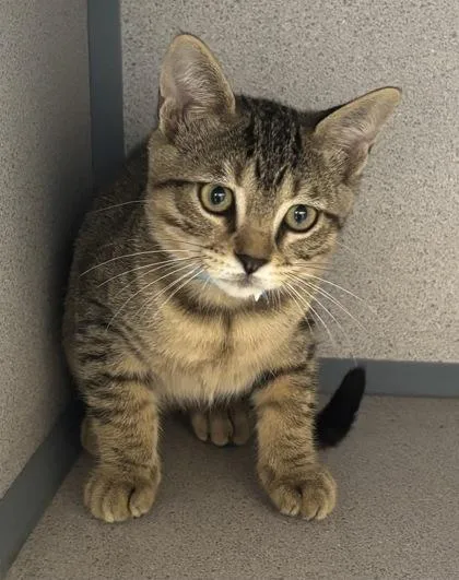 A baby medium-sized male Domestic Short Hair cat named Jet  I AM for adoption in East Brookfield, MA