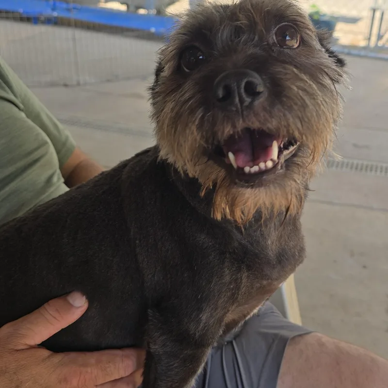 An adult medium-sized female Gray / Blue / Silver Miniature Schnauzer dog named Ezra for adoption in Athens, AL