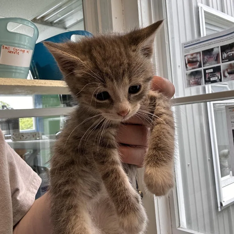 A baby small-sized male Gray / Blue / Silver Domestic Short Hair cat named Dc for adoption in East Smithfield , PA