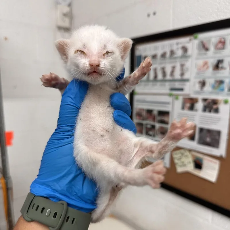 A baby small-sized female White Domestic Short Hair cat named Marshmallow Fluff for adoption in Edinburg, TX
