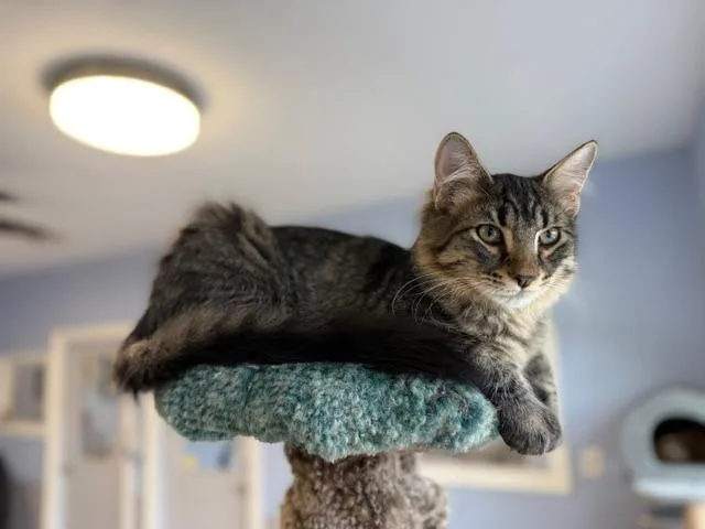 A baby medium-sized male Domestic Medium Hair cat named Shawnee for adoption in North Royalton, OH