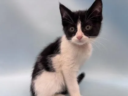 A baby small-sized female Domestic Short Hair cat named Boba for adoption in Woodbury, MN