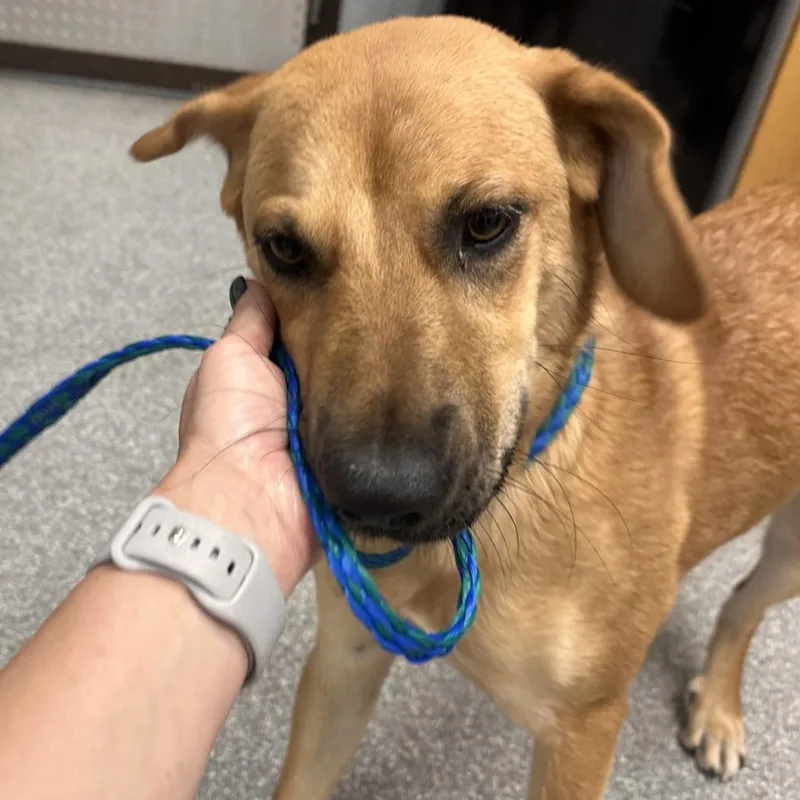 A young medium-sized female Yellow / Tan / Blond / Fawn Mixed Breed dog named Lola for adoption in Durango, CO
