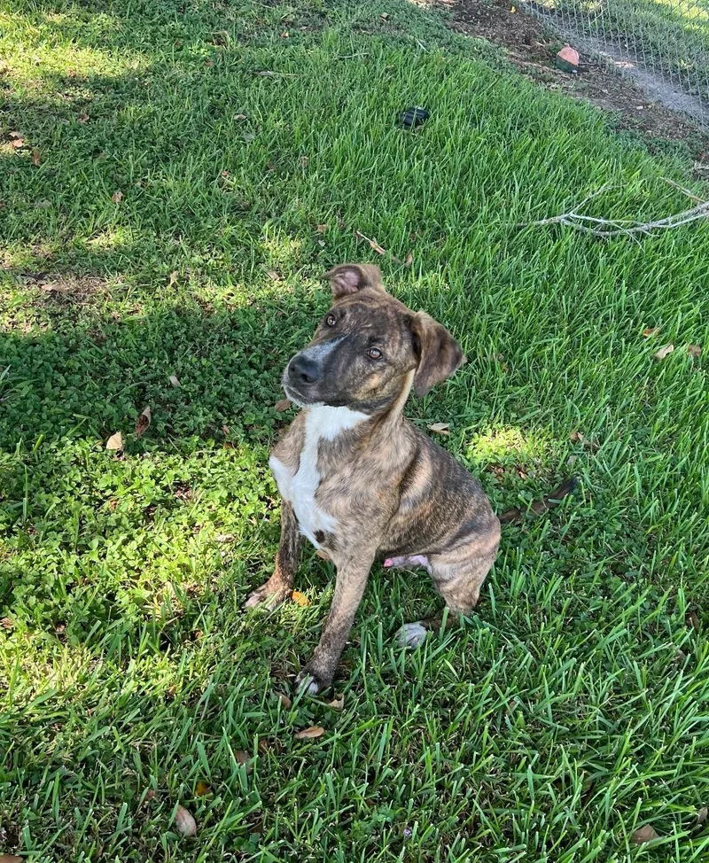 A young medium-sized male Brindle Plott Hound dog named Watson for adoption in Friendswood, TX