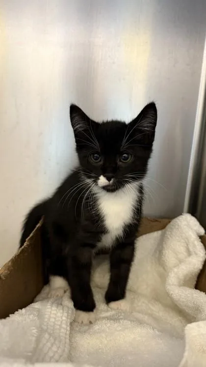 A baby small-sized male Domestic Short Hair cat named Link for adoption in Honolulu, HI