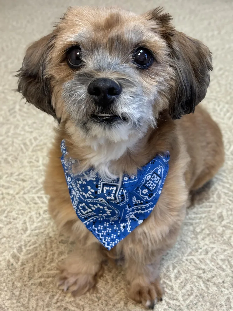 An adult small-sized male Brown / Chocolate Shih Tzu dog named Mister for adoption in Anderson, IN