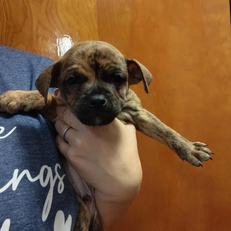 A baby small-sized male Terrier dog named Et for adoption in Chicago, IL