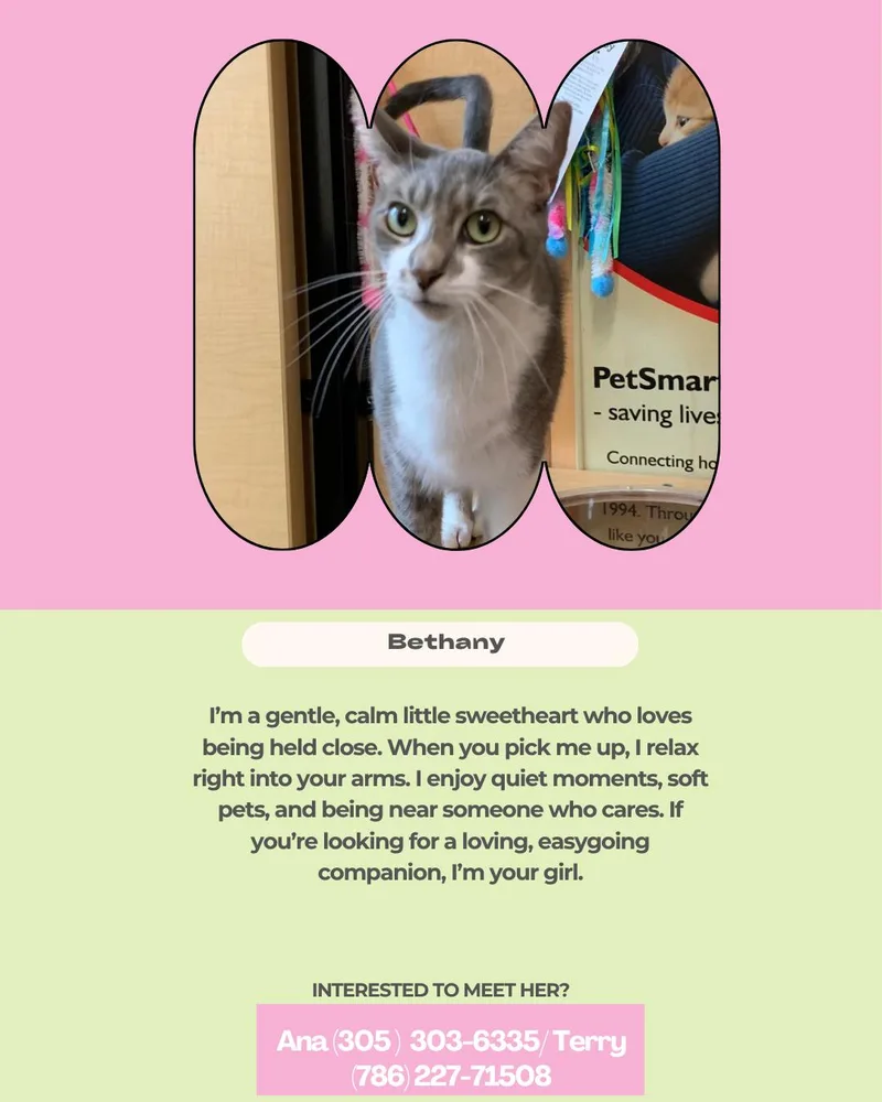An adult medium-sized female Gray & White Domestic Short Hair cat named Bethany for adoption in Miami, FL