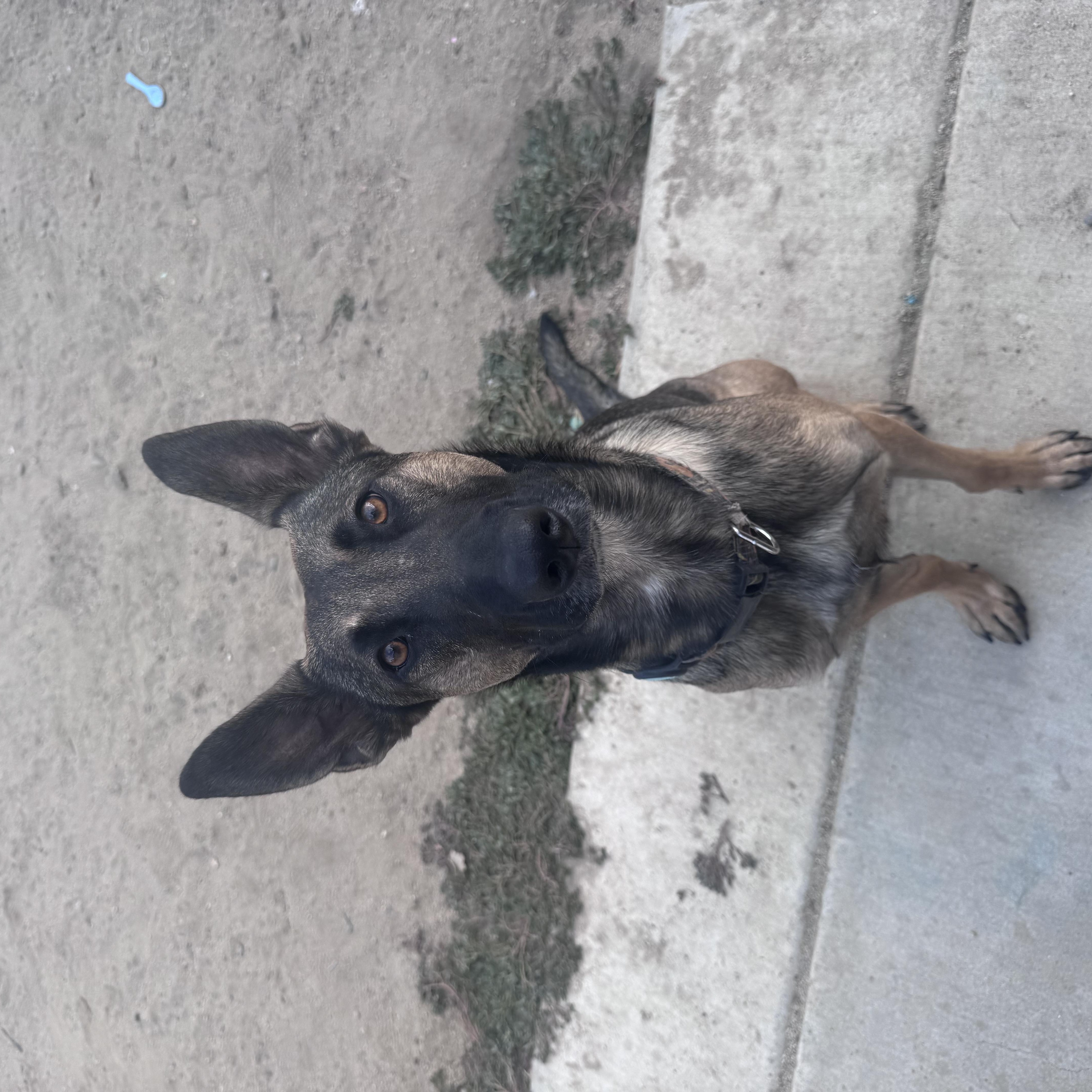 A young medium-sized female Bicolor Belgian Shepherd / Malinois dog named Nova for adoption in Murrieta, CA