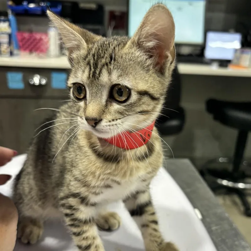 A baby small-sized female Brown / Chocolate Domestic Short Hair cat named Vixen for adoption in Tampa, FL