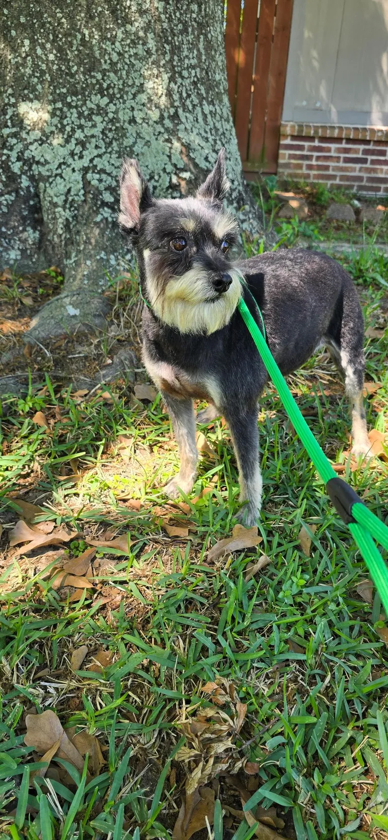 An adult small-sized female Black Schnauzer dog named Zena for adoption in Houston, TX