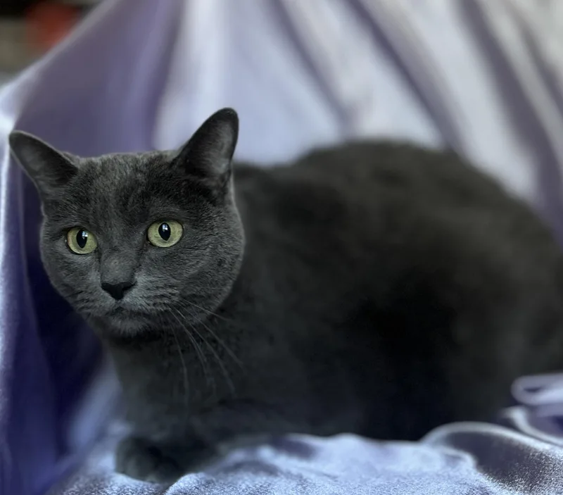 An adult medium-sized female Russian Blue cat named Constance for adoption in Rowland Heights, CA