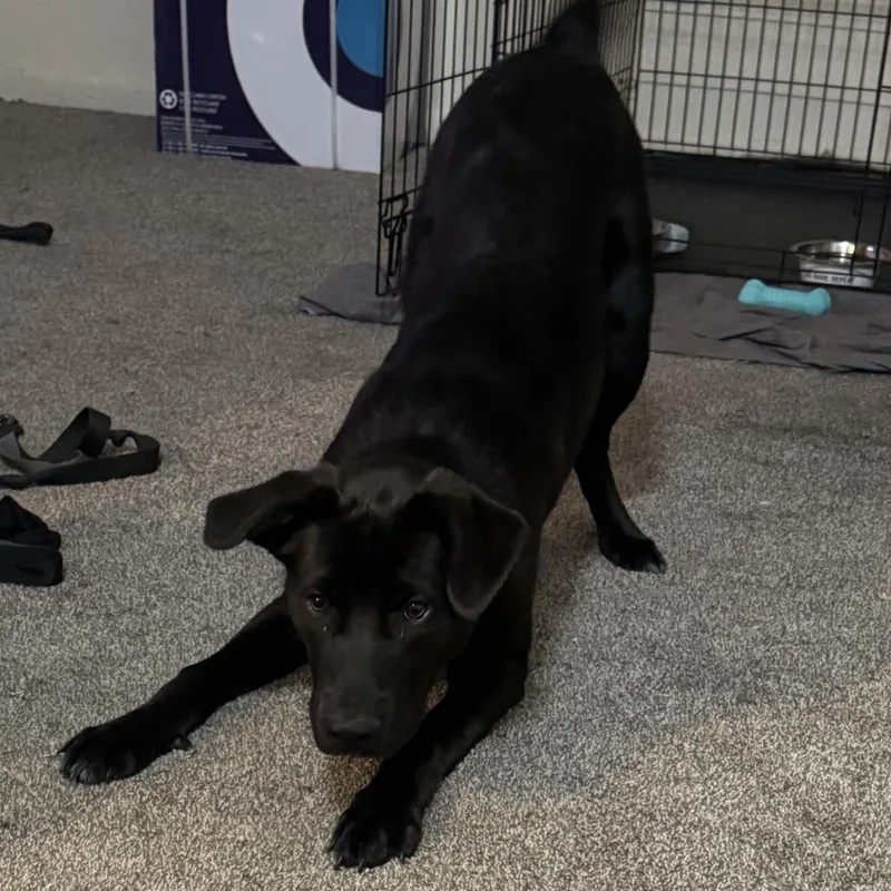 A young large-sized male Black Labrador Retriever dog named Benji for adoption in manchester, PA