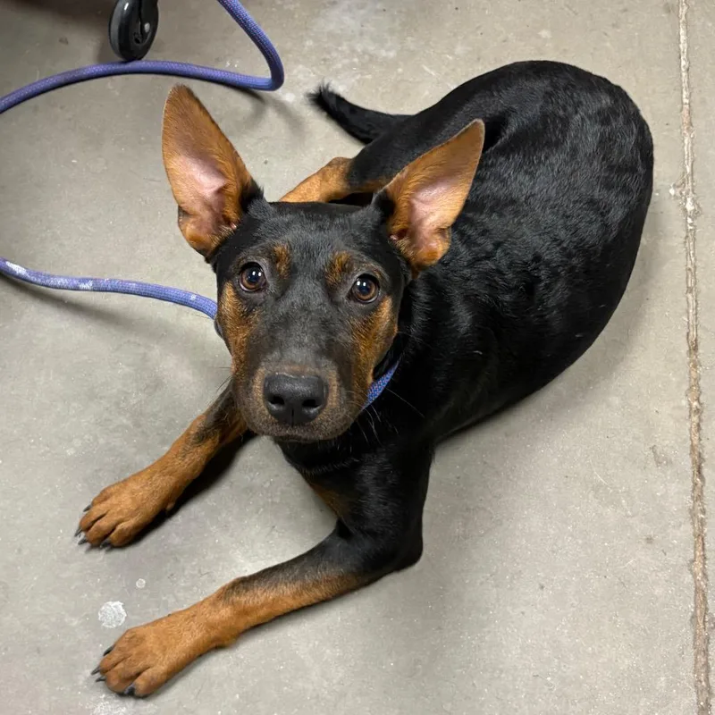 A young medium-sized female Chihuahua dog named Silly for adoption in Yuma, AZ