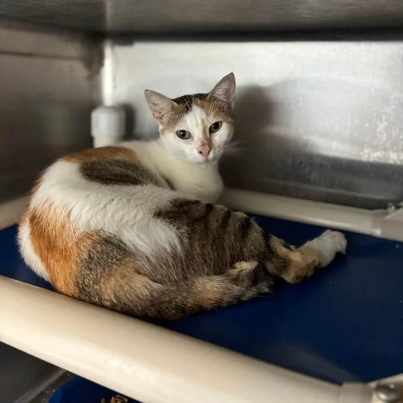 An adult medium-sized female White Domestic Short Hair cat named Heat Wave for adoption in Carencro, LA