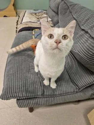 An adult medium-sized male Domestic Short Hair cat named Meowth for adoption in Columbus, IN