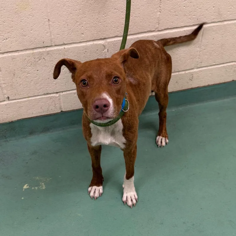 A young medium-sized male Brown / Chocolate Mixed Breed dog named Chickpea for adoption in Memphis, TN