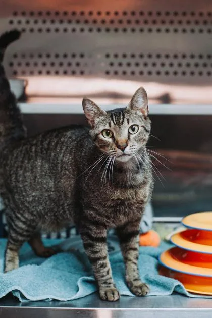 An adult small-sized male Domestic Short Hair cat named A Charlie Brown Petsmart for adoption in North Charleston, SC