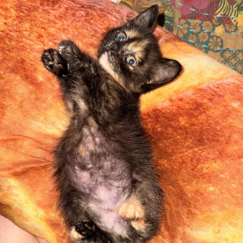 A baby small-sized female Tortoiseshell Domestic Short Hair cat named Sandy for adoption in Prosper, TX