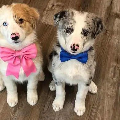A baby large-sized male Merle (Blue) Great Pyrenees dog named Indie for adoption in Crosby, TX