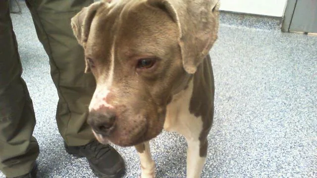 An adult medium-sized male Pit Bull Terrier dog named Jax for adoption in Charlotte, NC
