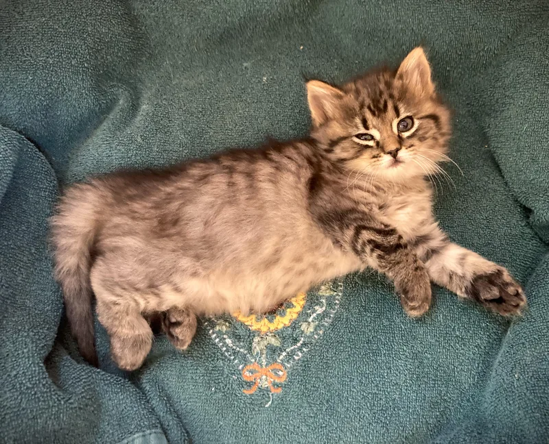 A baby small-sized male Tabby (Gray / Blue / Silver) Domestic Long Hair cat named Jake for adoption in Mankato, MN