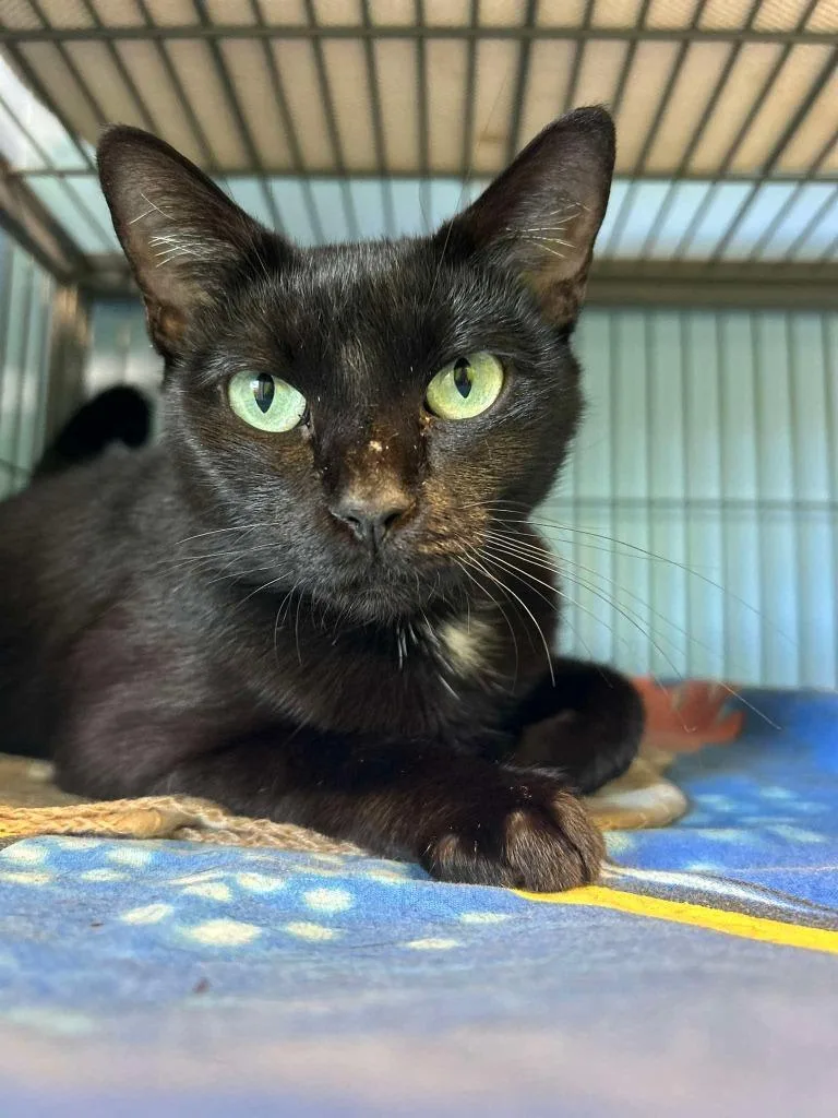 A young small-sized female Domestic Short Hair cat named Midnight for adoption in Sebastian, FL