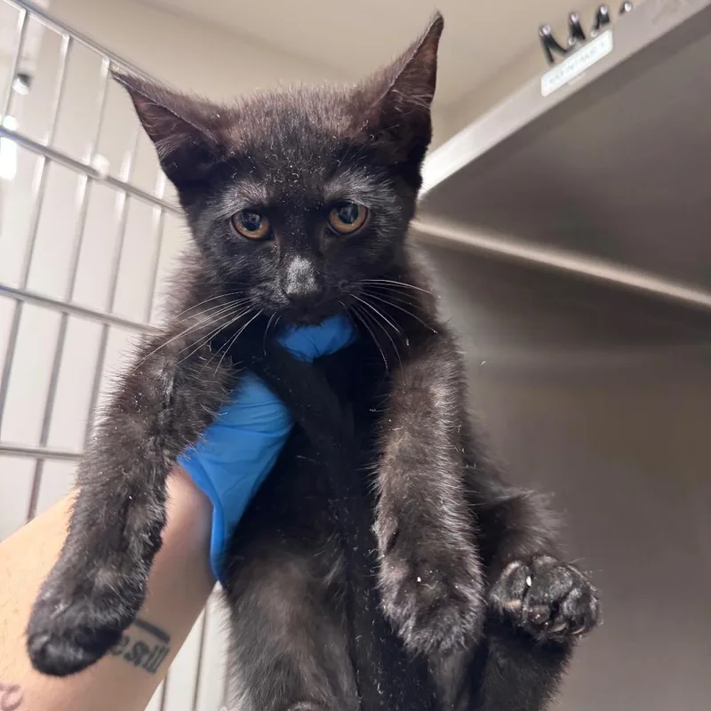 A baby small-sized male Black Domestic Short Hair cat named Dax for adoption in Columbiana, AL