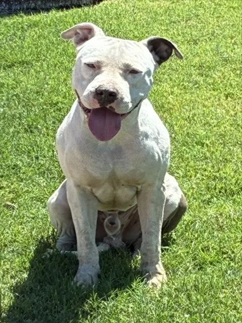An adult large-sized male Pit Bull Terrier dog named Tonka for adoption in Phoenix, AZ