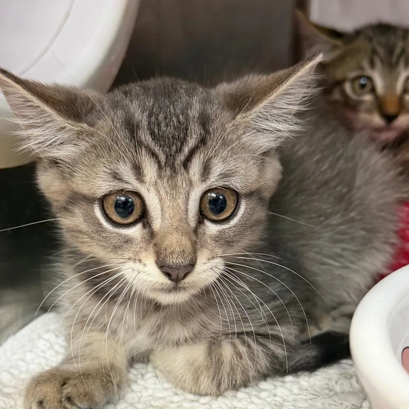 A baby small-sized male Gray / Blue / Silver Domestic Short Hair cat named Slayer for adoption in Port Charlotte, FL