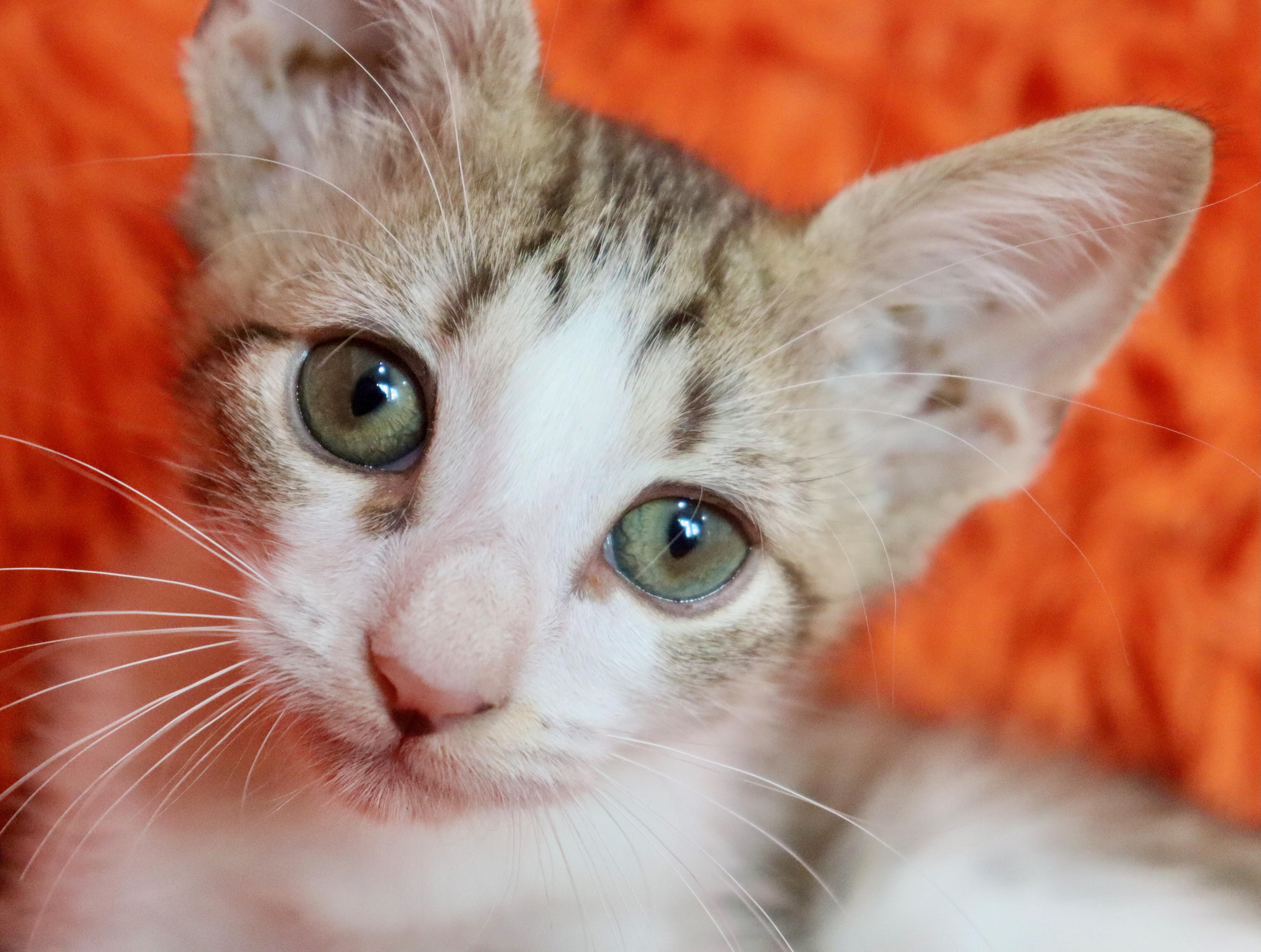A baby medium-sized male Tabby (Buff / Tan / Fawn) Abyssinian cat named Kit Kat for adoption in Saint Augustine, FL