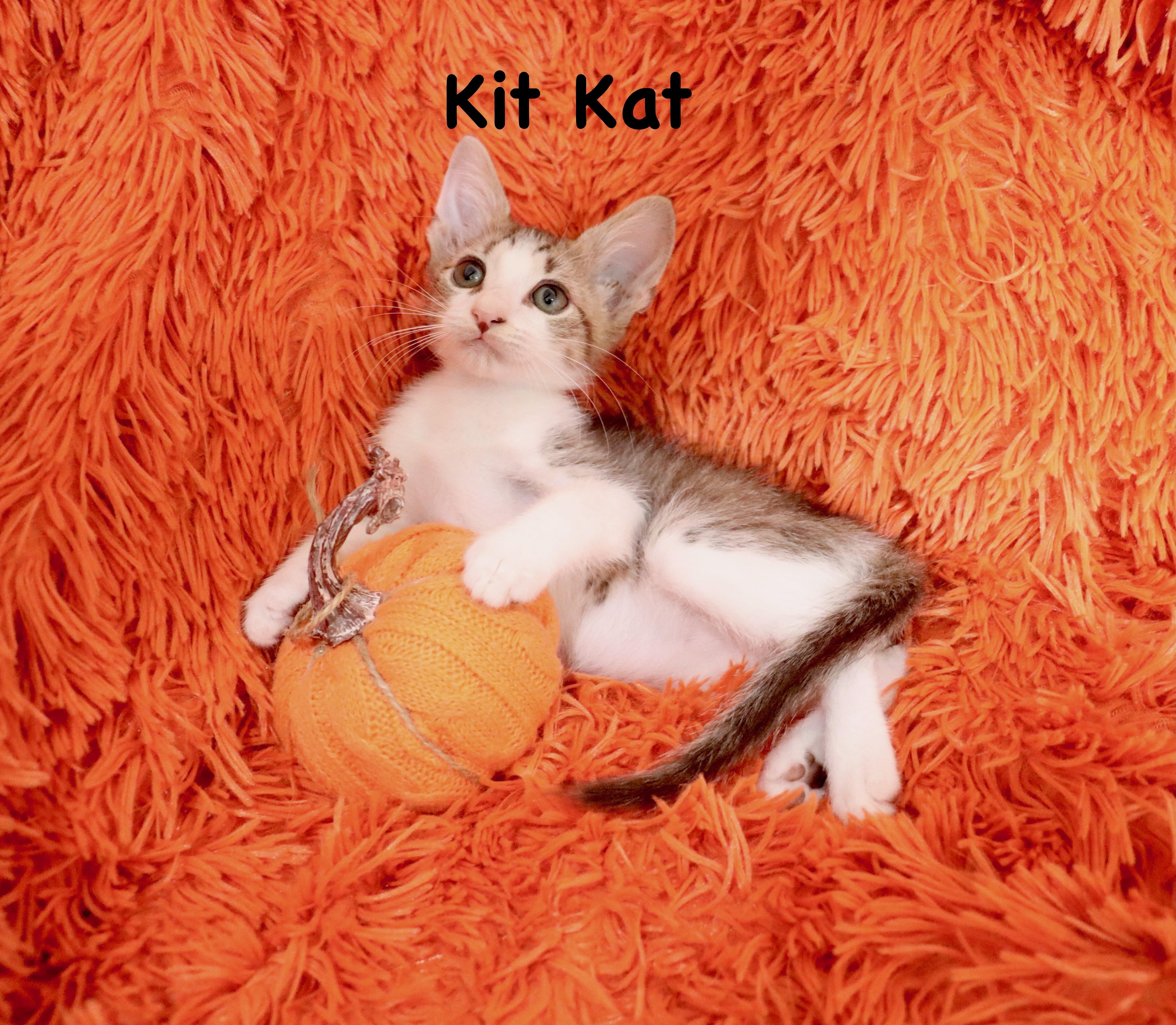 Kit Kat thumbnail 3