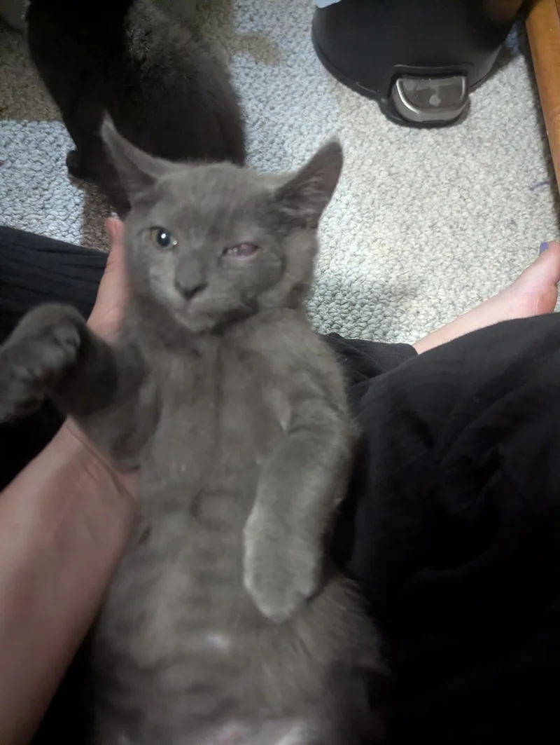 A baby medium-sized male Gray / Blue / Silver Domestic Short Hair cat named Topaz for adoption in Dansville, NY