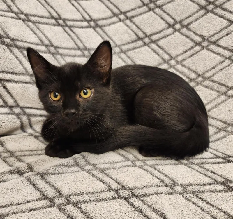 A baby medium-sized male Domestic Short Hair cat named Paxton for adoption in Superior, WI