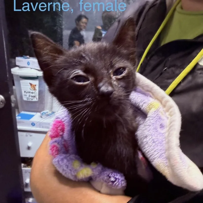 Laverne thumbnail 2