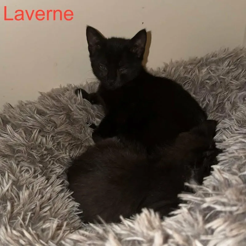 Laverne thumbnail 3