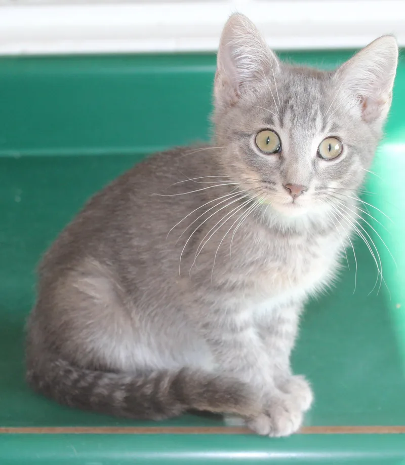 A baby medium-sized male Gray / Blue / Silver Domestic Short Hair cat named Needle for adoption in Huron, SD